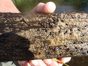 New Zealand mudsnails shown attached to a piece of wood.