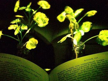 Plants Glow