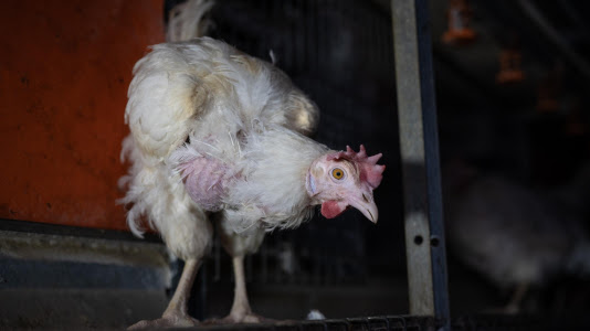 Foto: eine kahlgepickte Henne steht in einem Bio-Legehennenbetrieb