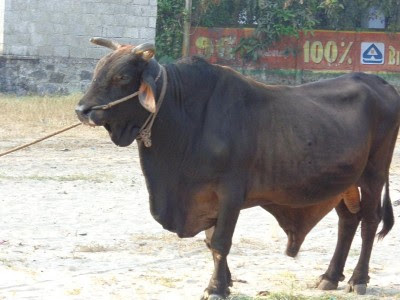 Che_pathi_ox Che_pathi_ox