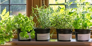 Indoor Survival Gardening Indoor Survival Gardening