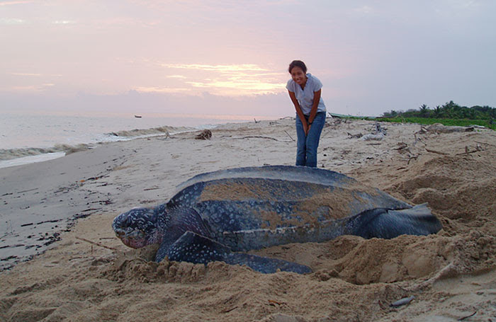 Giant Leatherback Sea Turtle