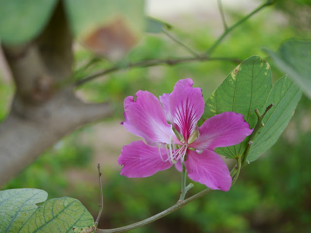 Bauhinia × blakeana