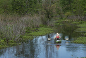 Photo of kayaker on a marshy creek