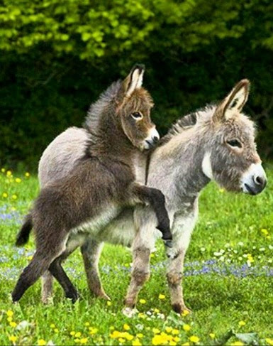 Donkeys-miniture