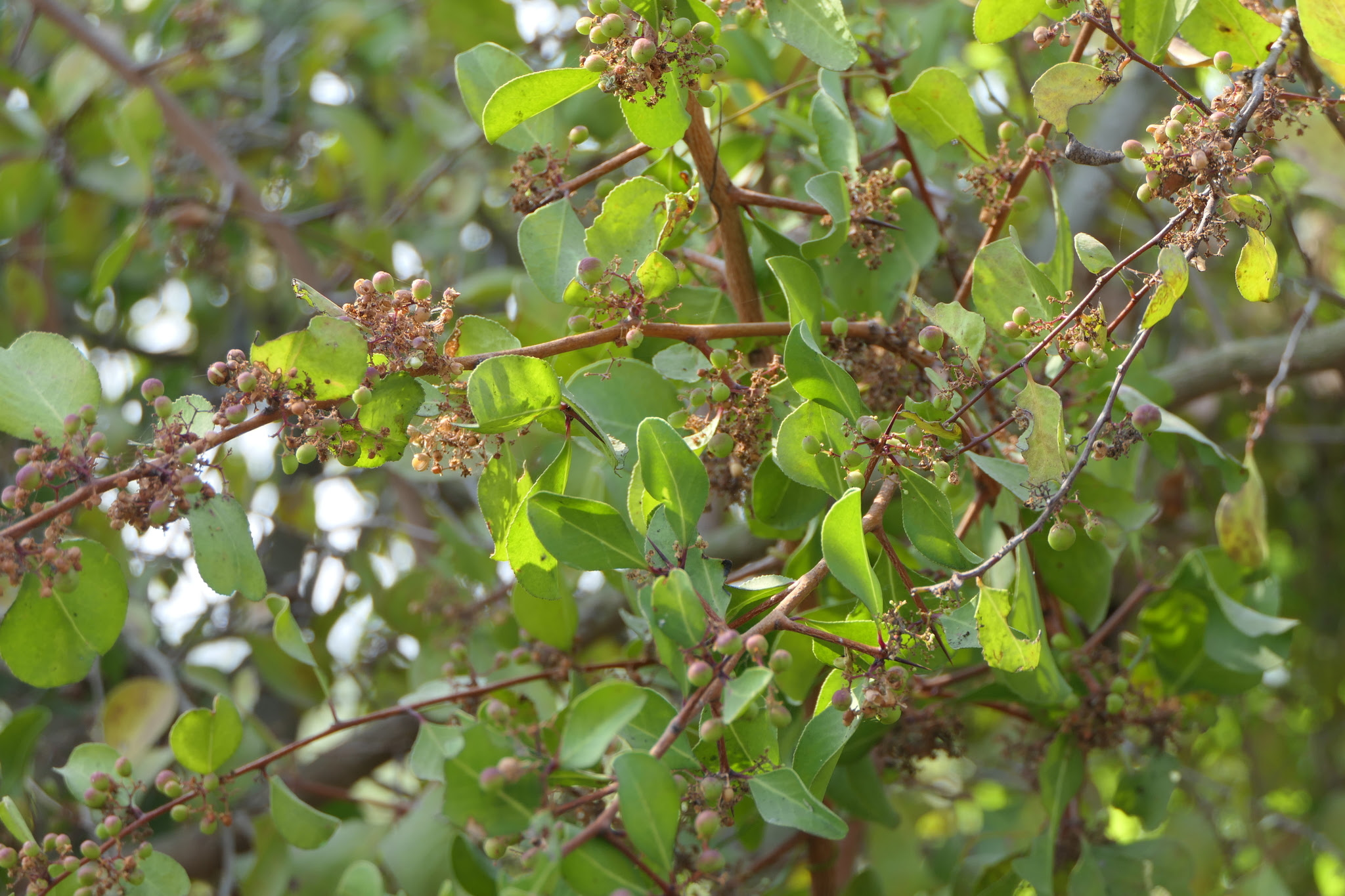 Gymnosporia senegalensis (Lam.) Loes.