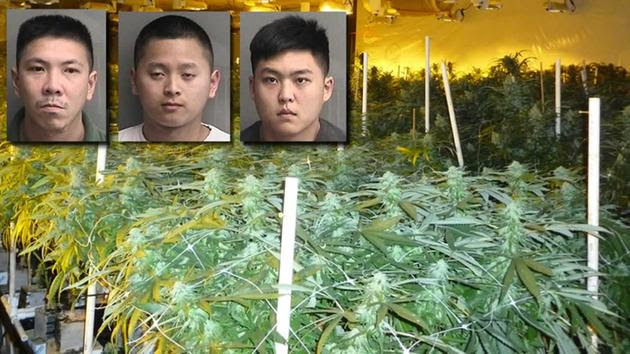 Authorities arrested three men at the scene of a massive marijuana factory in Hayward last week. They have been c-harged with felony marijuana cultivation and sales.