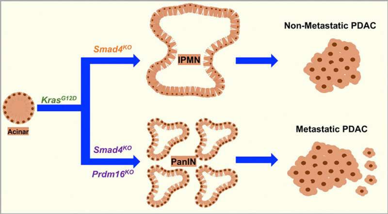 Protein partnership effectively fends off pancreatic cancer progression