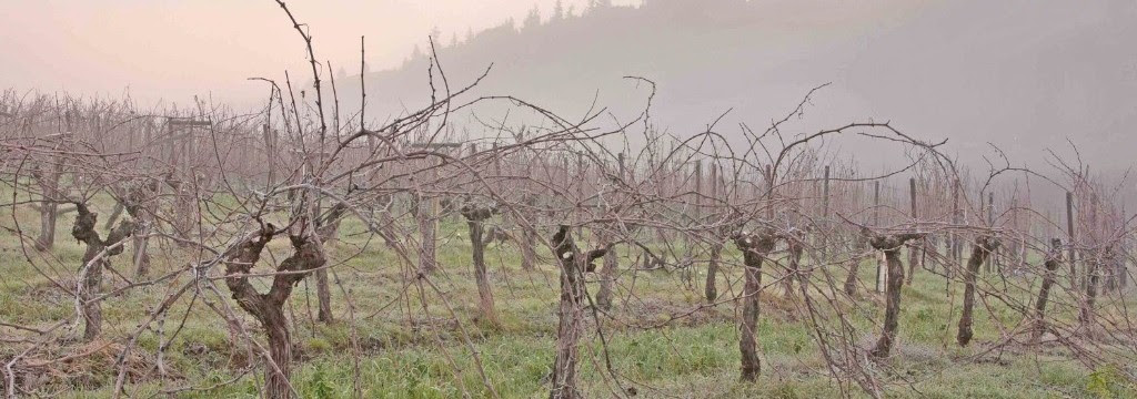 Vineyard in winter