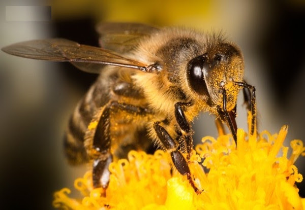 Theo một nhóm các nhà nghiên cứu thuộc đại học Queenlands, Úc ong có thể đếm tới 4