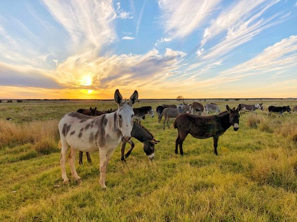 Peaceful Valley Donkey Rescue - Zebra? Zonkey? Nope .. just a donkey with  extra stripey legs. Many donkeys have some stripes on their legs, but this  gelding may win the prize for