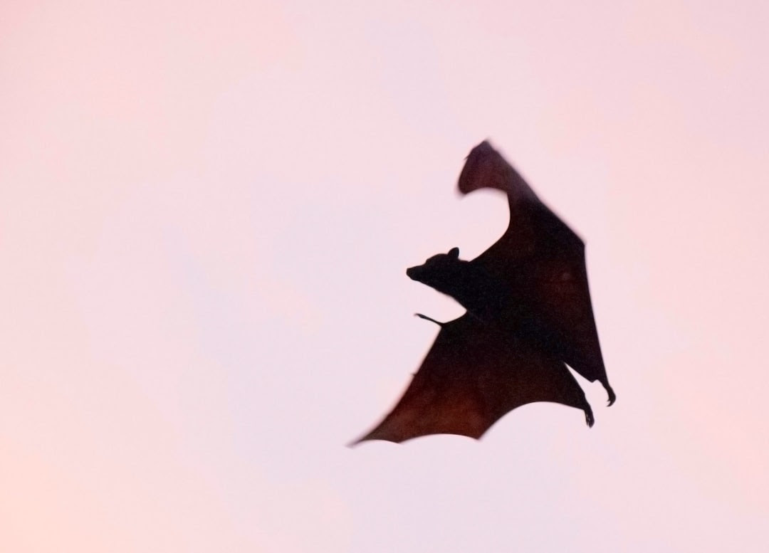 brown bat flying