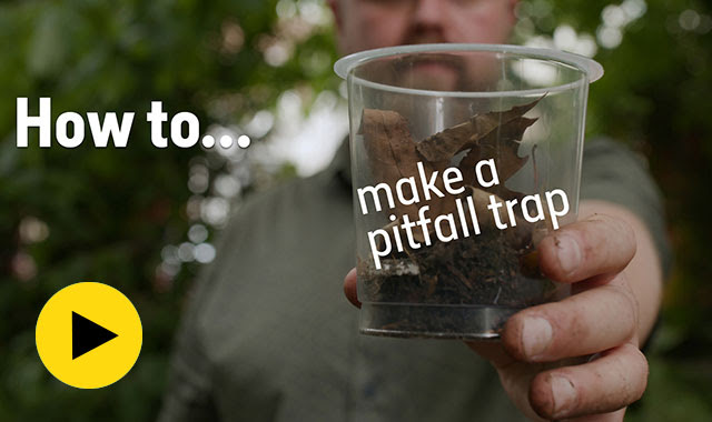 How to make a pitfall trap