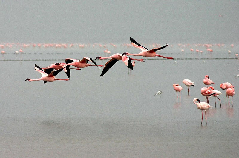 File:Lesser-flamingos-flying.jpg