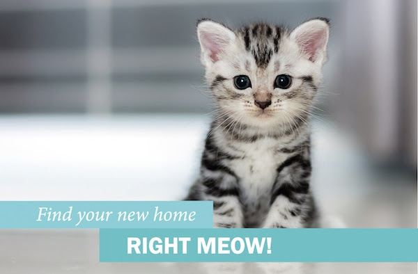Find Your New Home Right Meow!