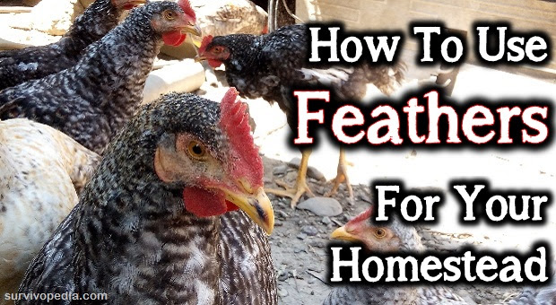 How To Use Feathers For Your Homestead