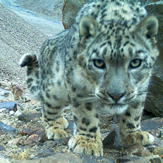 Critically Endangered Species Need Help