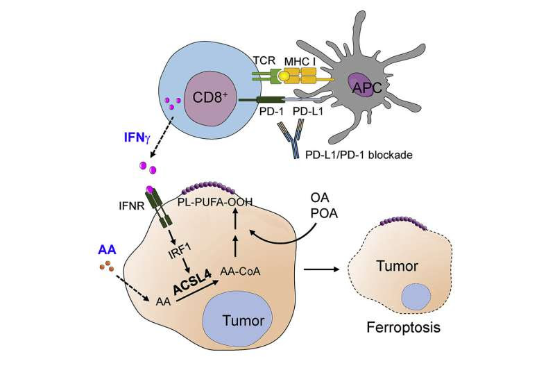 Researchers find natural mechanism to sensitize cancer to immunotherapy