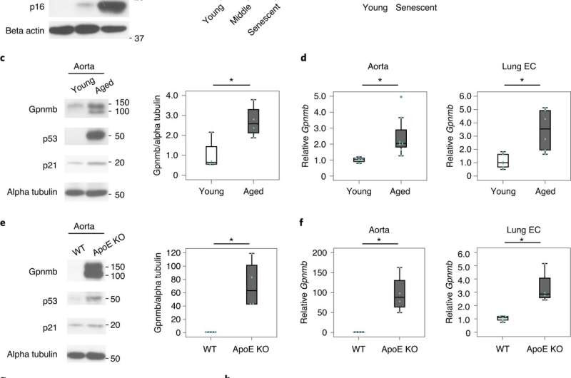 A new vaccine that alters senescent cells in a way that pushes the immune system into removing them