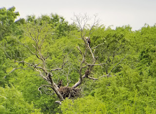 Bald Eagle Nest Bald Eagle Nest
