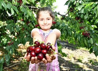 İzmir Büyükşehirden “Erken Uyarı” geldi, rekolte arttı