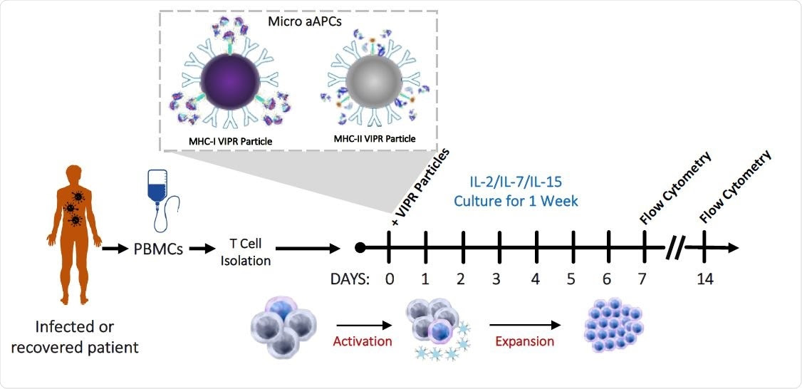 Detection and enrichment of antigen-specific Virus Induced Lymphocytes (VIL) in CMV infected individuals. a, Strategy for the isolation, stimulation and enrichment of CMV antigen-specific T cells from donor PBMCs.