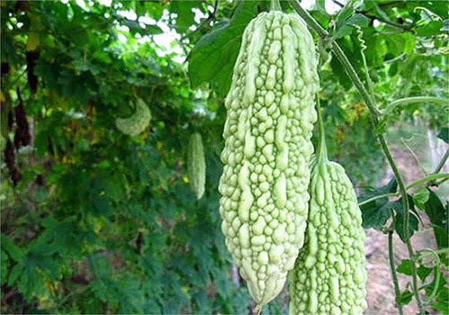 ngăn ngừa, ung thư, loại quả, khoai lang, cà tím, kiwi, thực phẩm ngăn ngừa, ung thư, loại quả, khoai lang, cà tím, kiwi, thực phẩm