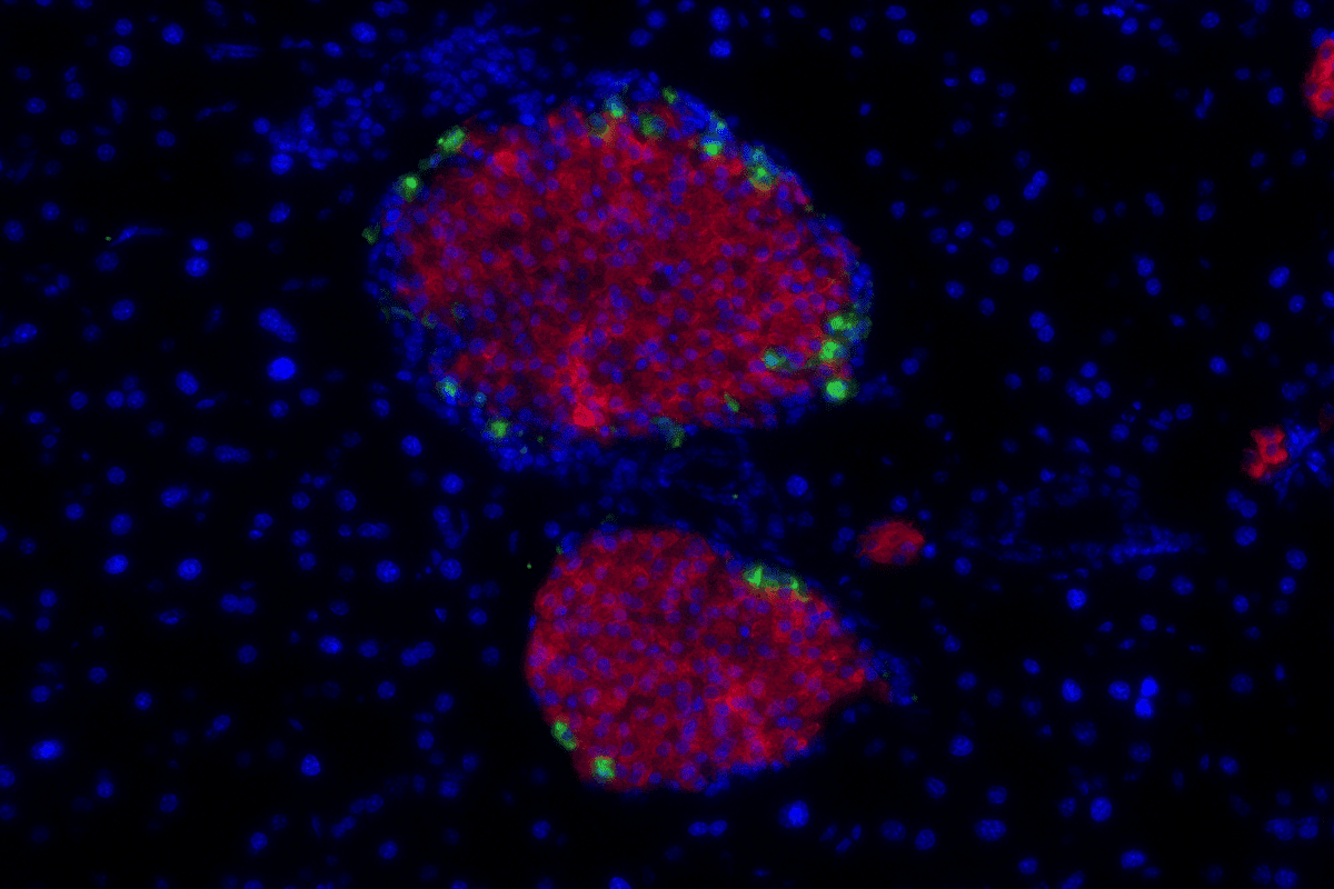 Insulin-secreting islet cells in a mouse