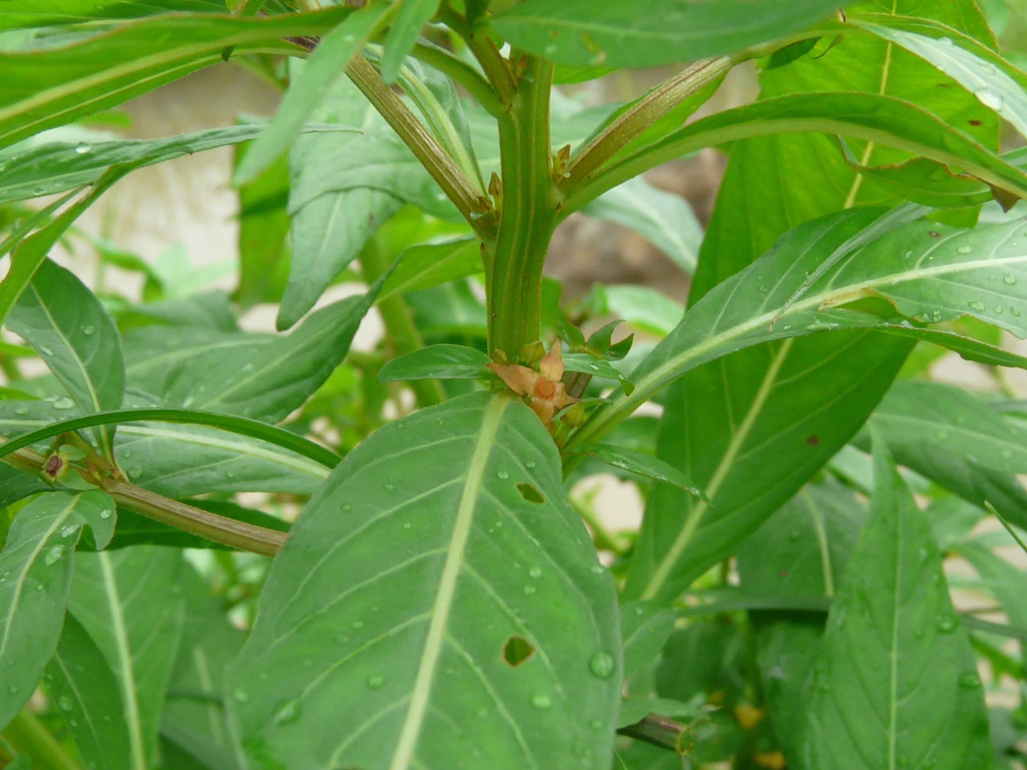 Ludwigia octovalvis (Jacq.) P.H.Raven ... FOR VALIDATION