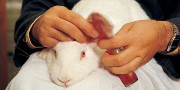 A lab rabbit having its blood drawn