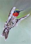 Rise, Hummingbird in Flight, Linda McCoy - Posted on Saturday, January 10, 2015 by Linda McCoy