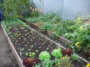 Winter salads following tomatoes - strawberries, 'Flame' grapes and yellow courgettes in side bed