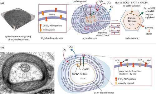 What does myelin actually do?