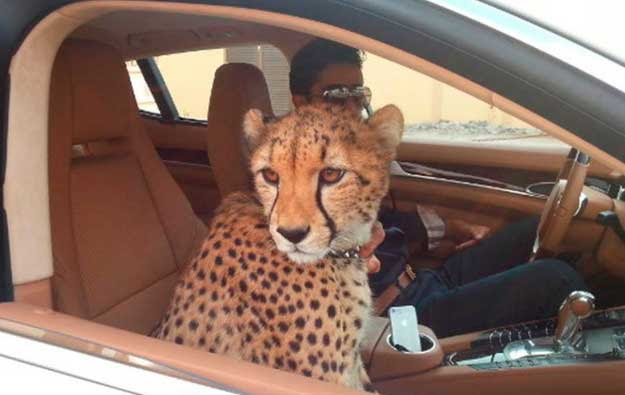 Người Dubai nuôi báo và sư tử thay chó mèo