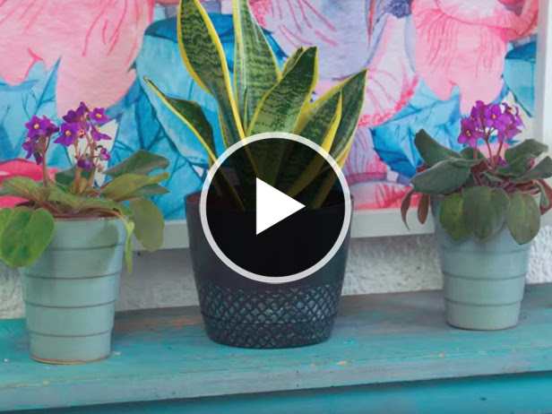 How to Keep Your Houseplants Alive: On YouTube