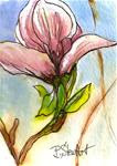 ACEO Magnolia Blossom Illustration Watercolor Pen Original SFA Penny StewArt - Posted on Thursday, November 20, 2014 by Penny Lee StewArt