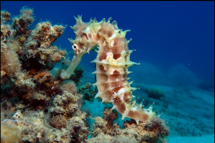 Study Reveals Unique Ability of Seahorses to Snag Prey at Exceptional Speed.