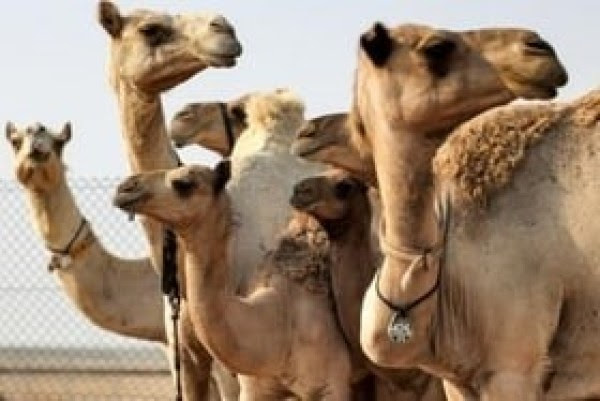Camellos clonados en un centro de Dubái, Foto AFP tickers