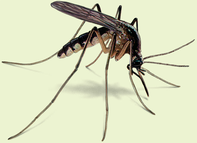 GARDEN SAFETY: PROTECTING YOURSELF FROM SUMMER PESTS Mosquito-Illustration