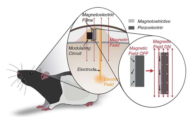 Rice team makes tiny, magnetically powered neural stimulator