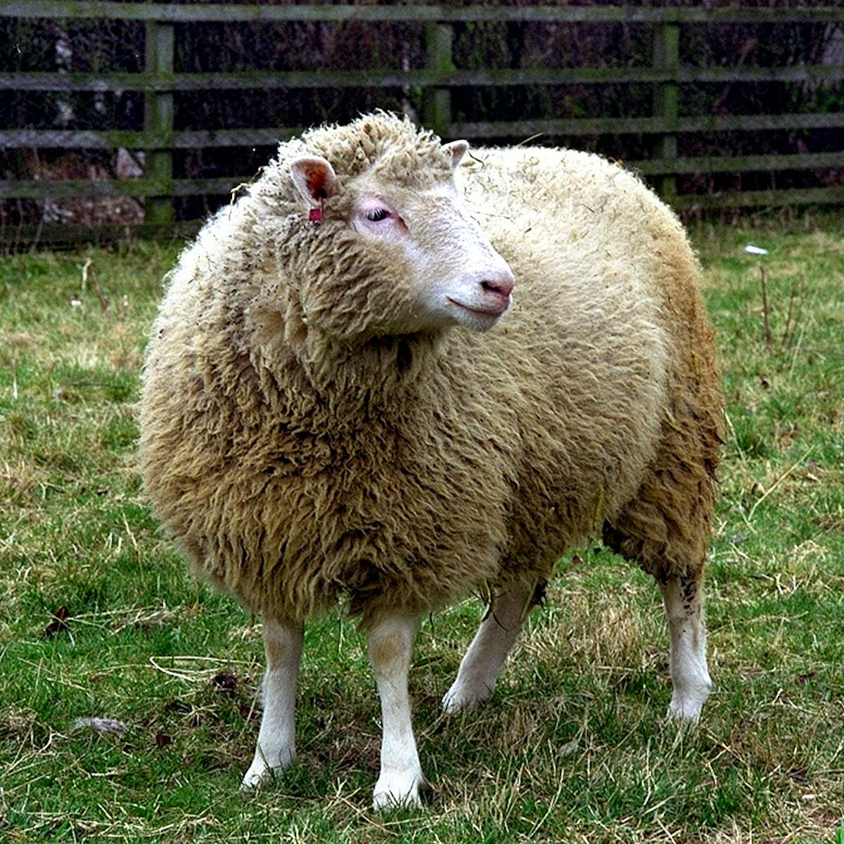 On this day in 1997, we first heard about Dolly, the cloned sheep