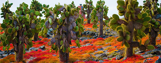 THE FLORA