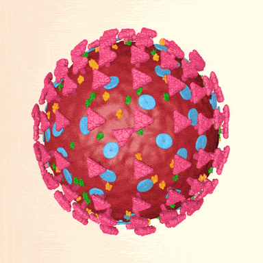 A rotating cross-section of a coronavirus