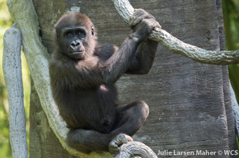Young gorilla perched on a branch.