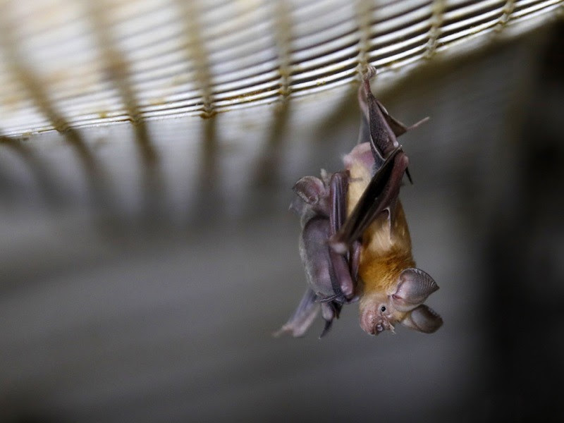 A Horseshoe bat hangs from a net inside an abandoned Israeli army outpost next to the Jordan River in the occupied West Bank.