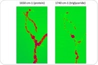 An Introduction to IR Nanochemical Mapping