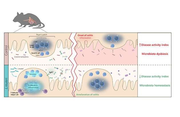 How do probiotic bacteria benefit the intestine?