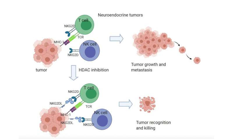 Missing protein helps small cell lung cancer evade immune defenses