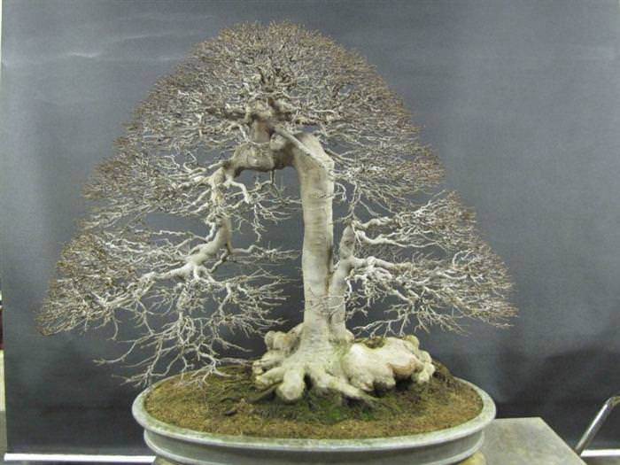 Những cây bonsai đẹp nhất của Nhật Bản 8d818047-1161-4fdd-9c04-3d9e482bb126