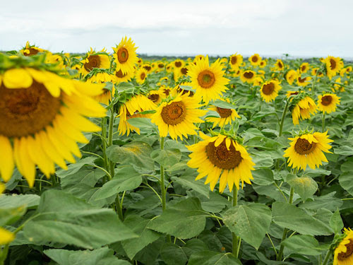 Sunflowers in full bloom on OÊ»ahu. 